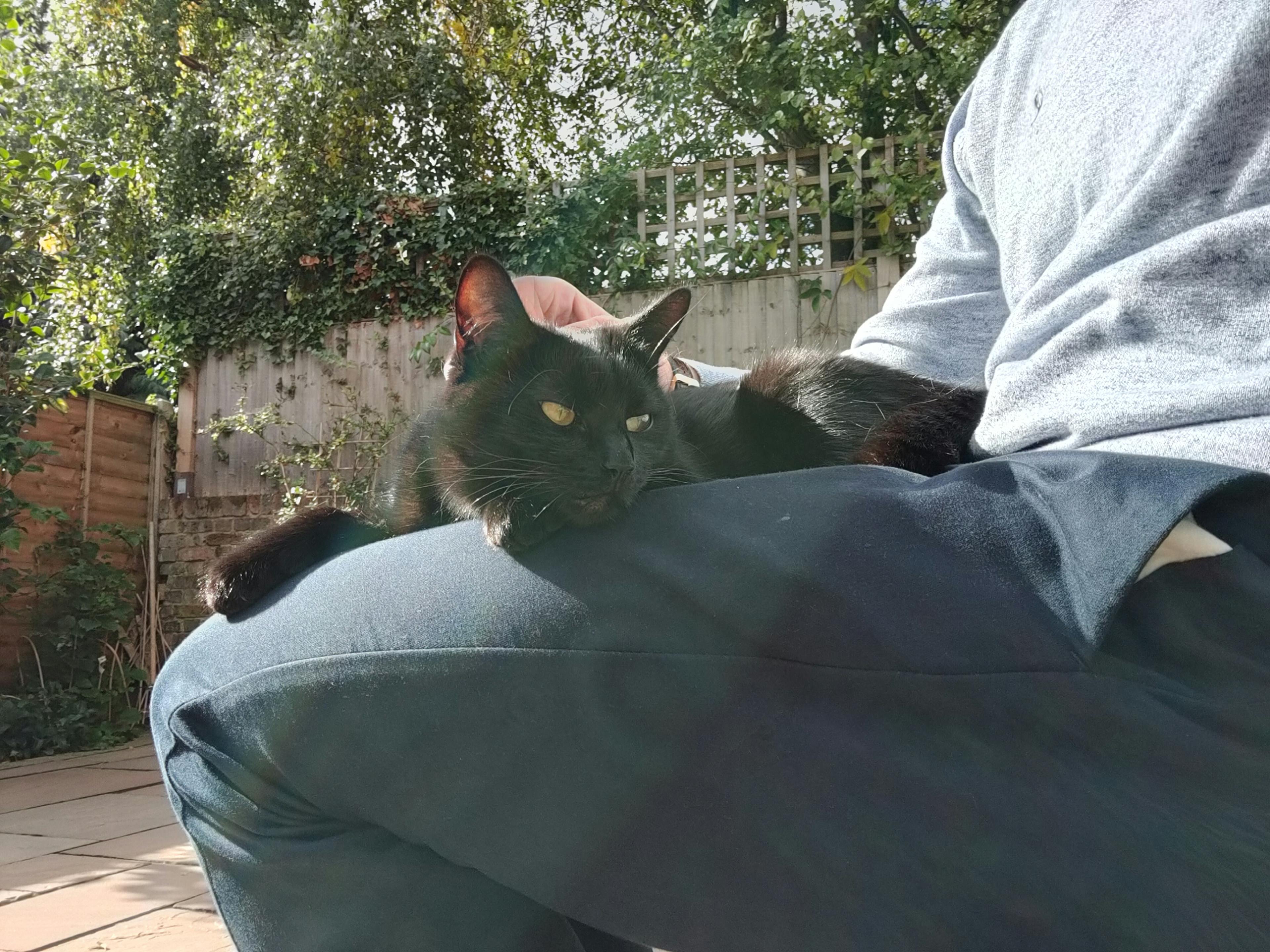 Photo of my black cat Trixie